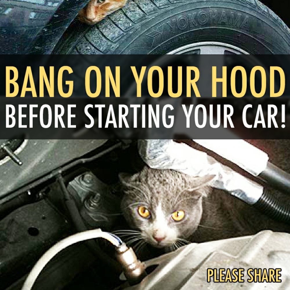 Help Save a Life Please Check Your Car Before Starting